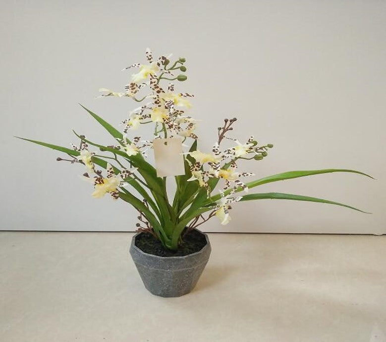 Dancing Orchid Drop-in 12"